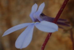 Lobelia dichroma