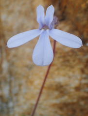 Lobelia dichroma