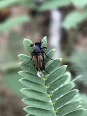 Macrosiagon pectinata