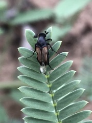 Macrosiagon pectinata