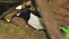 Platysteira peltata peltata