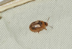 Peltoschema hamadryas