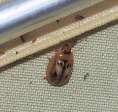 Peltoschema hamadryas