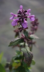 Stachys palustris