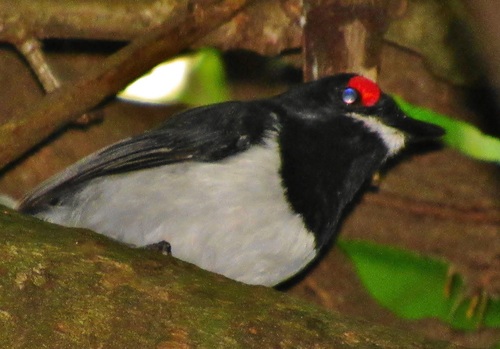 Platysteira peltata peltata