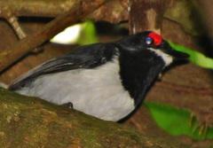 Platysteira peltata peltata