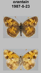 Phyciodes tharos orantain
