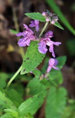 Stachys palustris