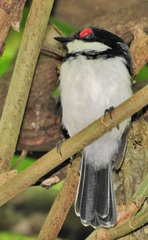Platysteira peltata peltata