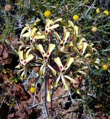 Pelargonium moniliforme