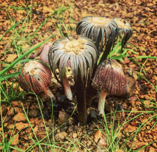 Star-capped Coprinus