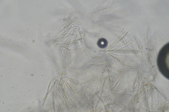 Trichoderma pulvinatum