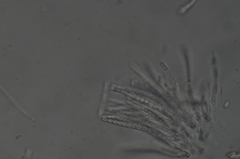 Trichoderma pulvinatum