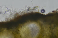Trichoderma pulvinatum