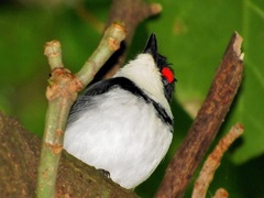 Platysteira peltata peltata