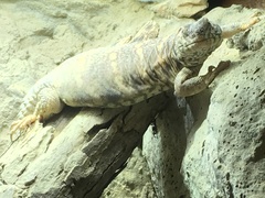 Uromastyx