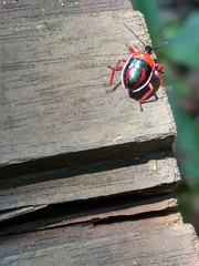 Eocanthecona furcellata