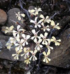 Pelargonium moniliforme