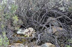 Pelargonium moniliforme