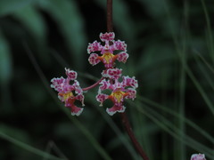 Trichocentrum oerstedii