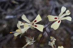 Pelargonium moniliforme