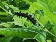 Doleschallia bisaltide