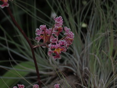 Trichocentrum oerstedii