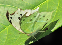 Protogoniomorpha parhassus