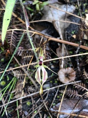 Caladenia plicata