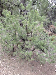 Arceuthobium divaricatum