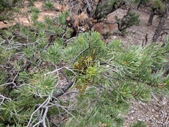 Arceuthobium divaricatum