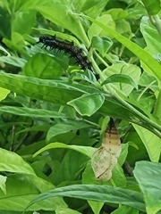 Doleschallia bisaltide