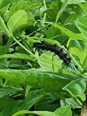 Doleschallia bisaltide