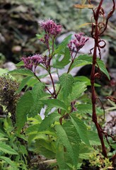 Eutrochium maculatum