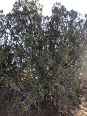 Juniperus californica