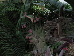 Trichocentrum oerstedii