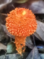Agaricus trisulphuratus