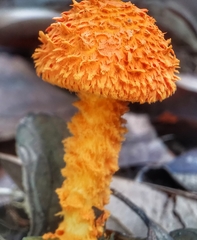 Agaricus trisulphuratus