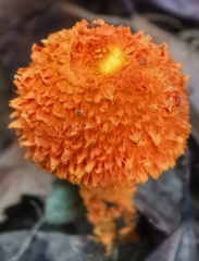 Agaricus trisulphuratus