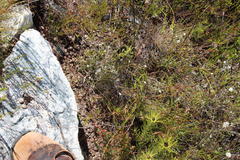 Pronolagus saundersiae