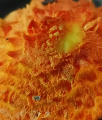 Agaricus trisulphuratus