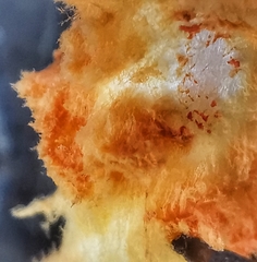 Agaricus trisulphuratus