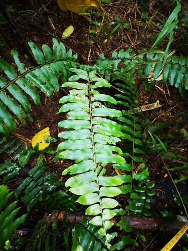 Nephrolepis biserrata