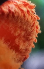 Agaricus trisulphuratus