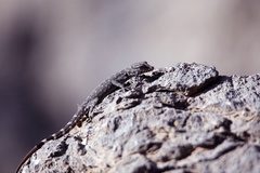 Pristurus celerrimus