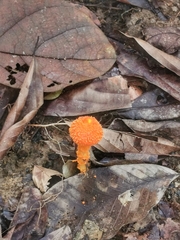 Agaricus trisulphuratus