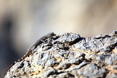 Pristurus celerrimus