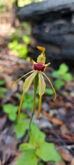 Caladenia ensata