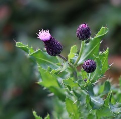 Cirsium arvense