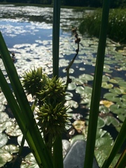 Sparganium androcladum
